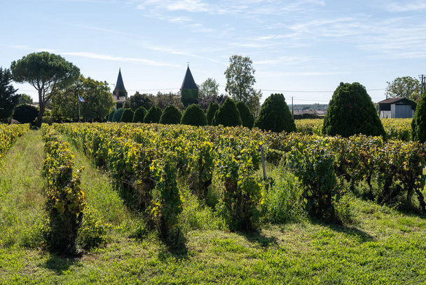 Pohledy na starou vinařskou oblast na vinicích Sauternes ve vesnici Barsac zasažené Botrytis cinerea ušlechtilou hnilobou, výroba sladkého dezertu Sauternes vína v Bordeaux, Francie - Fotografie, Obrázek