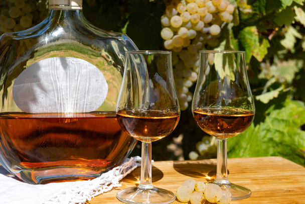 Tasting of Cognac strong alcohol drink in Cognac region, Grande Champagne, Charente with ripe ready to harvest ugni blanc grape on background uses for spirits distillation, France - Photo, Image