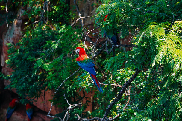 13 Δεκεμβρίου 2023, Βραζιλία. Μεγάλο Scarlet Macaw σε ένα δέντρο στο Buraco das Araras, στην πόλη Jardim, στο Pantanal του Mato Grosso do Sul. Buraco das Araras είναι μία από τις μεγαλύτερες καταβόθρες στον κόσμο, περίπου 100 μέτρα βάθος και 500 μέτρα  - Φωτογραφία, εικόνα