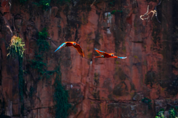 13 dicembre 2023, Brasile. Grande coppia Scarlet Macaw che vola all'interno del Buraco das Araras, nella città di Jardim, nel Pantanal, Mato Grosso do Sul - Foto, immagini