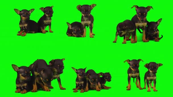 σκύλος απομονώνονται σε πράσινο φόντο οθόνη κουτάβι που - Πλάνα, βίντεο