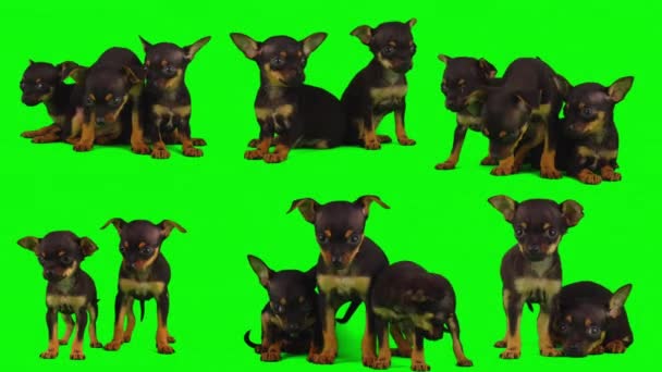 cane isolato su sfondo verde schermo cucciolo impostato - Filmati, video