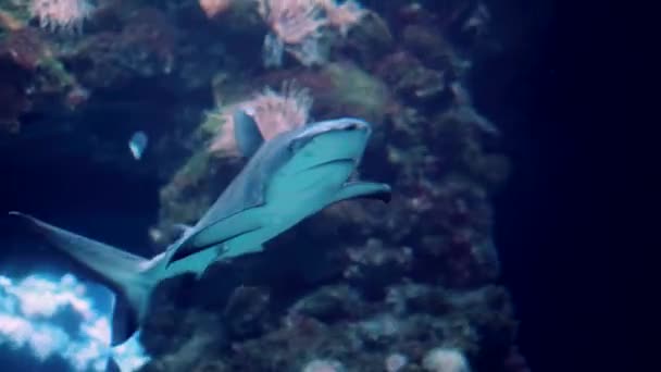 Tiburón en el agua Foto submarina en aguas abiertas - Metraje, vídeo
