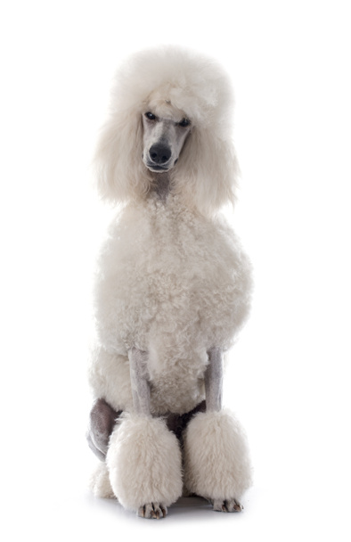white Standard Poodle - Foto, afbeelding
