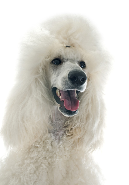 white Standard Poodle - Photo, Image