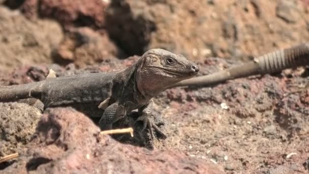 The Gallotia stehlini is a giant lizard unique to Gran Canarias volcanic rocks. It loves basking in the sun and has adapted its physical features and behavior to suit this habitat. - Footage, Video