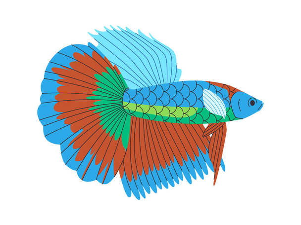 kolorowe siamase walki ryby dzikie natura małe zwierzę piękne eleganckie akwarium zwierzę wektor - Wektor, obraz