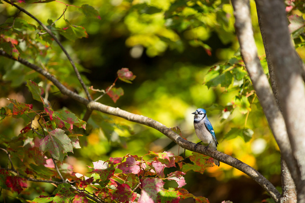 Common blue jay perched on a tree branch - Foto, Imagem