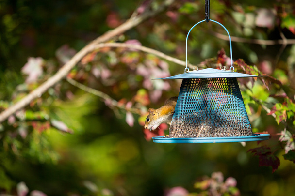 Common squirrel on a backyard feeder - Photo, Image