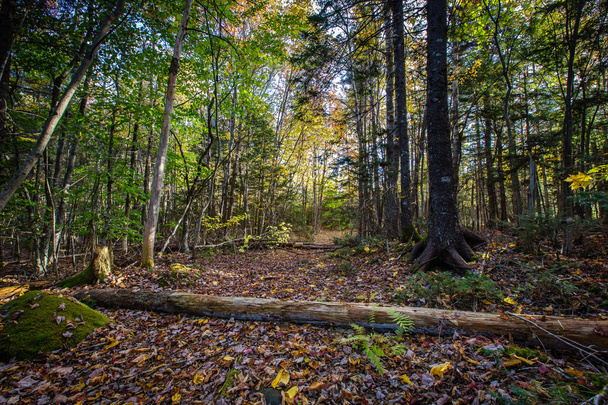 φύλλα καλύπτονται διαδρομή στο δάσος με τα νεκρά κορμοί - Φωτογραφία, εικόνα