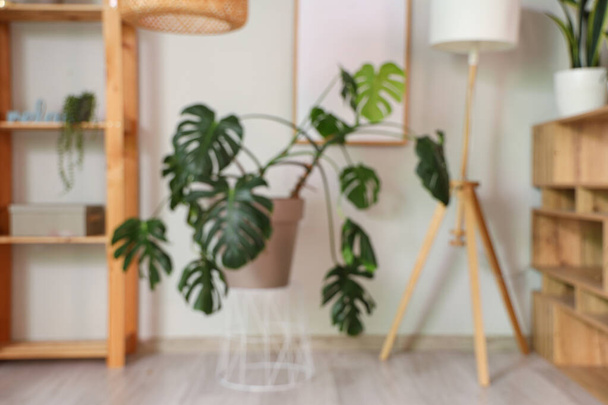 Vista borrosa de la sala de estar con planta y lámpara Monstera - Foto, Imagen