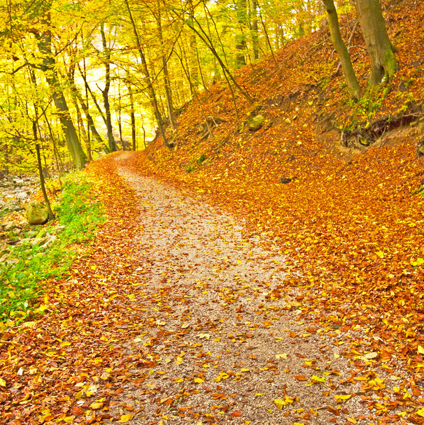autumn park with trail - Fotografie, Obrázek