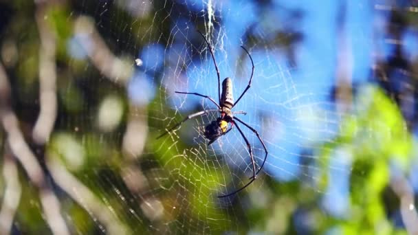 Pókhálón nyugvó pókok közelsége - Felvétel, videó