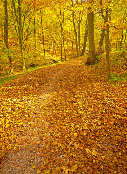 autumn park with trail - Photo, image