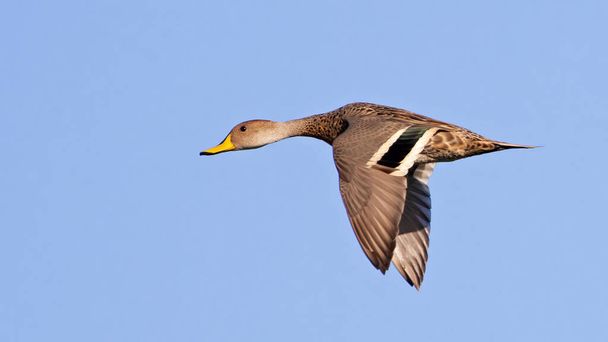 Speckled teal in flight - Photo, Image