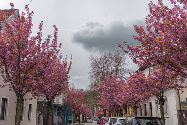 Rode kersenboom in de latere fase van de bloei, kleurrijke bloemen op een boom, met stedelijke achtergrond. Reeds zichtbare normale bladeren beginnen te ontkiemen. - Foto, afbeelding