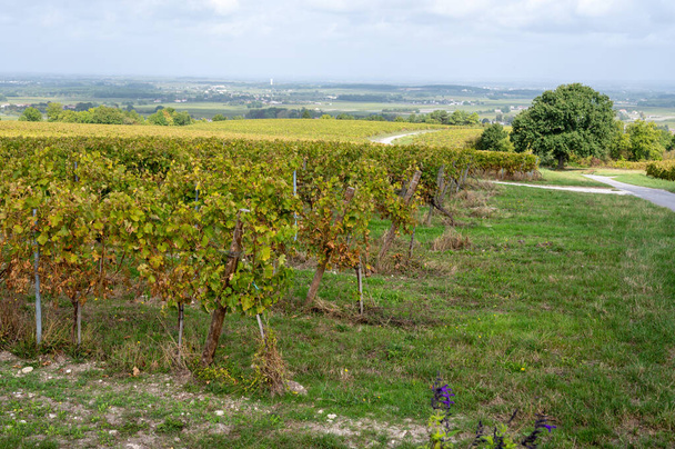 Время сбора урожая в регионе белых вин Коньяк, Шаранта, виноградники с рядами спелого винограда, готового к сбору урожая винограда, используемого для дистилляции крепких спиртных напитков, Франция, Гранд Шампань - Фото, изображение