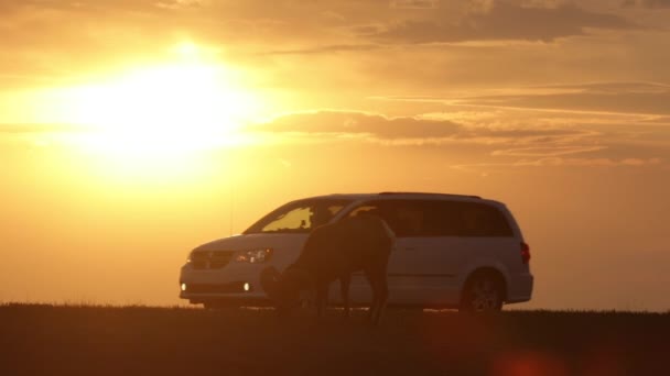 Sunset Sightseers y el coche que pasa admiran las ovejas de cuerno grande en hábitat de la reserva - Imágenes, Vídeo