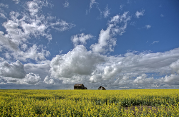 canola των καλλιεργειών Καναδά - Φωτογραφία, εικόνα
