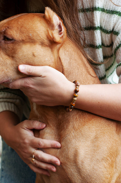 vrouw knuffelt haar rode pit bull hond close-up - Foto, afbeelding