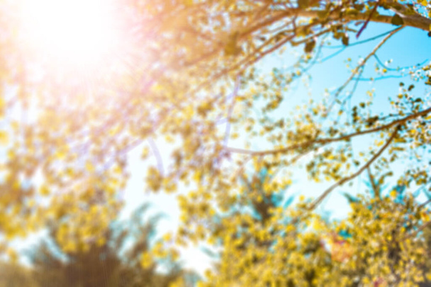 Żółte liście drzew w sezonie jesiennym z ciepłym słońcem z tyłu.Piękne, zdekoncentrowane naturalne sceny jesiennego parku na rozmytym tle.  - Zdjęcie, obraz
