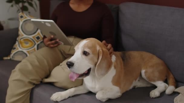 Mittlere Aufnahme der schönen jungen birassischen Frau, die ihren geliebten Beagle-Hund streichelt und ein digitales Tablet benutzt, während sie tagsüber auf einer weichen Couch im modernen Wohnzimmer ruht - Filmmaterial, Video