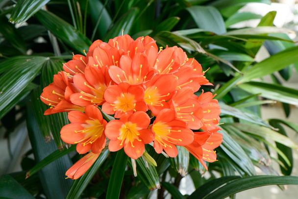 Clivia miniata v plném květu - Fotografie, Obrázek