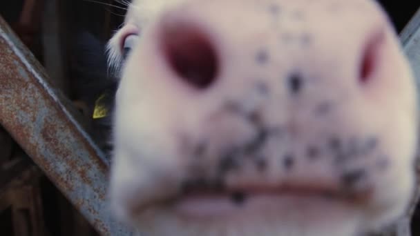 In the heart of a pastoral landscape, a cows inquisitive gaze draws near, inviting viewers into the world of gentle bovine curiosity. This intimate encounter captures the essence of harmonious - Footage, Video