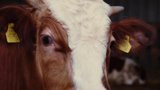 In the heart of a pastoral landscape, a cows inquisitive gaze draws near, inviting viewers into the world of gentle bovine curiosity. This intimate encounter captures the essence of harmonious - Footage, Video