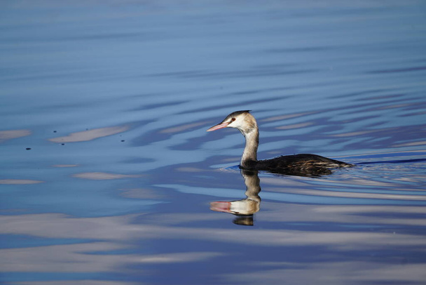 Yüzen büyük ibikli yaban ördeği. Podiceps kriteri. - Fotoğraf, Görsel