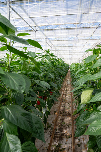 Big ripe sweet bell peppers vegetables, paprika plants growing in glass greenhouse, bio farming in the Netherlands - Photo, Image
