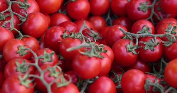 Czerwone pomidory koktajlowe na gałązce, zbliżenie. Świeże okrągłe warzywa, pomidory wiśniowe, zwolnione tempo - Materiał filmowy, wideo