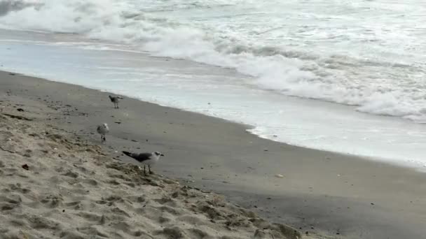 Чайки і пісочниці ухиляються хвилі
 - Кадри, відео