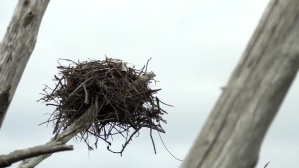 Rybołów gniazdo w martwe drzewo wieje wiatr - Materiał filmowy, wideo