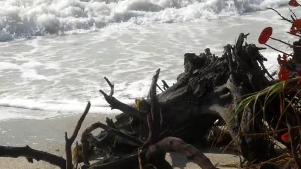 Vagues s'écrasant sur la plage frappant le bois flotté
 - Séquence, vidéo