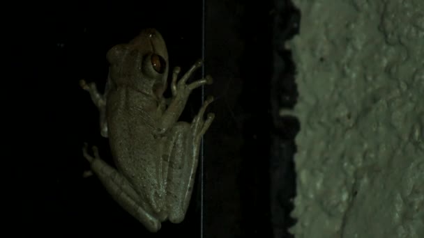 Tree frog at night inside of porch, CLOSE - Footage, Video