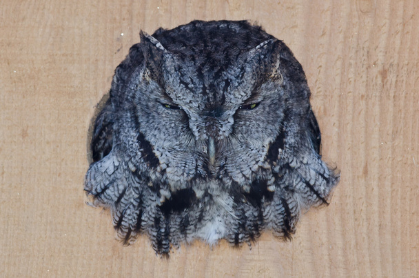 Mal regardant Western Screech-Owl Peering Out d'un nichoir
 - Photo, image