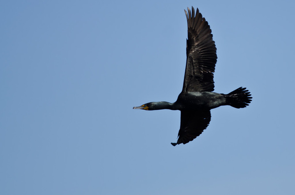 einsamer Doppelhaubenkormoran fliegt in blauem Himmel - Foto, Bild