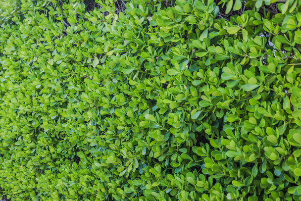Beautiful green background or texture resembling leaves of a tropical green shrub. Miami Beach. USA. - Photo, Image