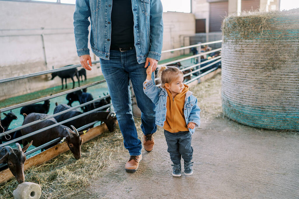 A menina caminha pela fazenda passando por um fardo de feno segurando a mão do pai e olhando para as cabras comedoras. Foto de alta qualidade - Foto, Imagem