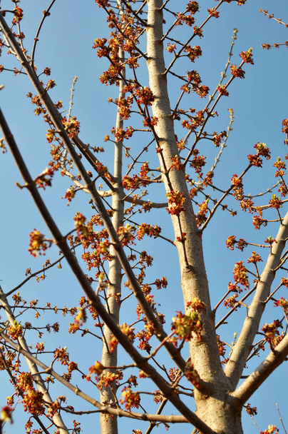 Την άνοιξη, το σφενδάμι στάχτης (Acer negundo) ανθίζει στη φύση - Φωτογραφία, εικόνα