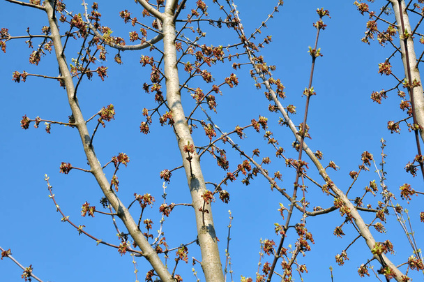 In spring, the ash maple (Acer negundo) blooms in nature - Photo, Image