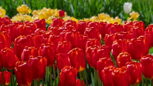 Kwitnące tulipany kwitną z bliska. Lisse, Holandia. Paleta pozioma kamery - Materiał filmowy, wideo