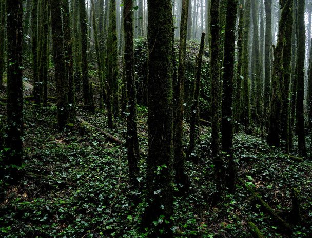 Úzké stromy, Přírodní park Sintra-Cascais, Portugalsko - Fotografie, Obrázek