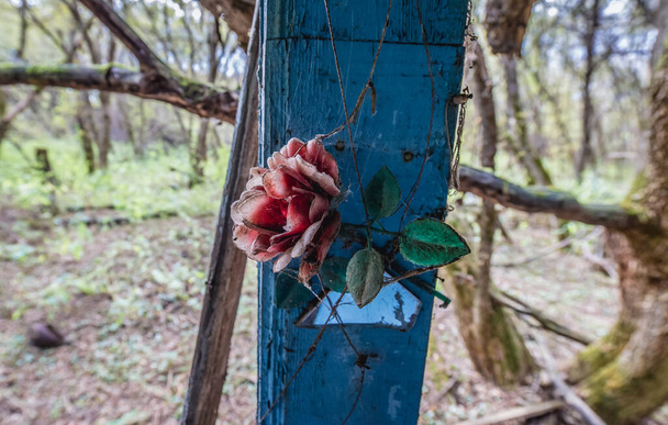 Műanyag virág az elhagyott Stechanka falu Csernobil Kizárási Zóna, Ukrajna - Fotó, kép