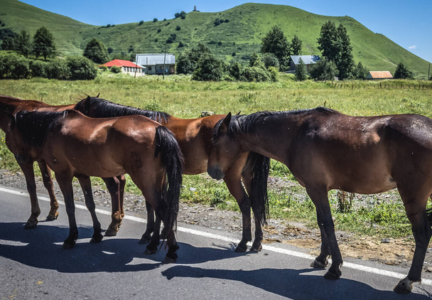 Άλογα στη στρατιωτική εθνική οδό της Γεωργίας, κύρια διαδρομή μέσω του Καυκάσου, Γεωργία - Φωτογραφία, εικόνα