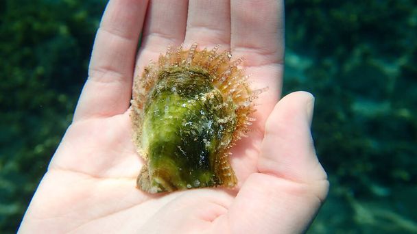 Seashell of rayed pearl ostryga (Pinctada radiata) na ręce dziewczyny nurka podmorskiego, Morze Egejskie, Grecja, Halkidiki - Zdjęcie, obraz