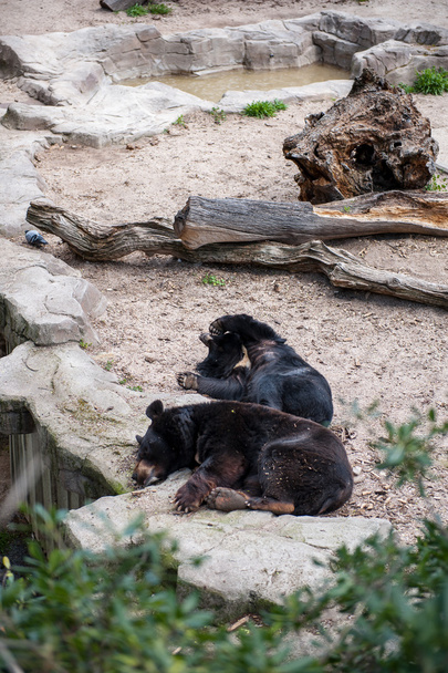 Animals in zoo in Madrid - Фото, изображение