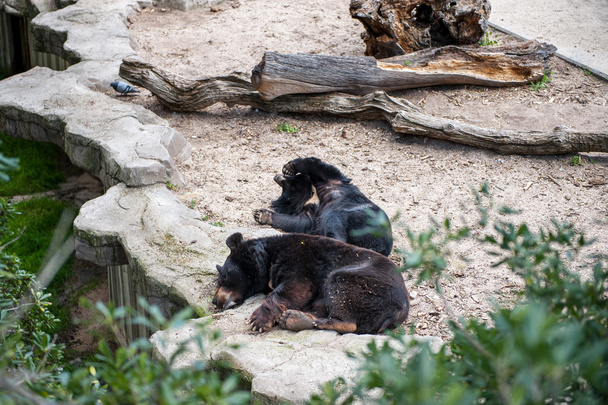 Animals in zoo in Madrid - Фото, изображение