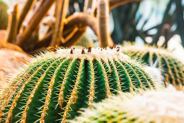 Close Up of Golden Barrel Cactus or Echinocactus grusonii Hildm. en Tailandia - Foto, Imagen